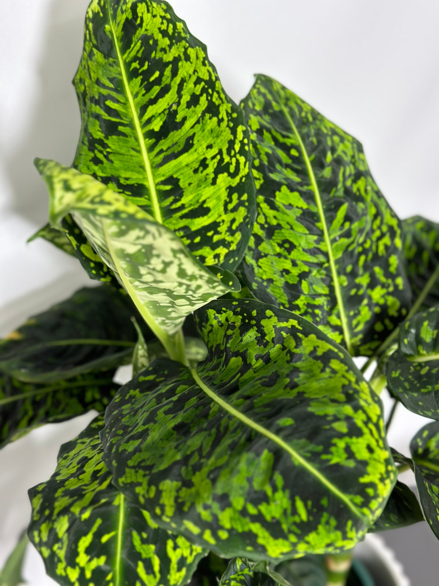 Dieffenbachia 'Reflector' | Dieffenbachia 'Reflector'