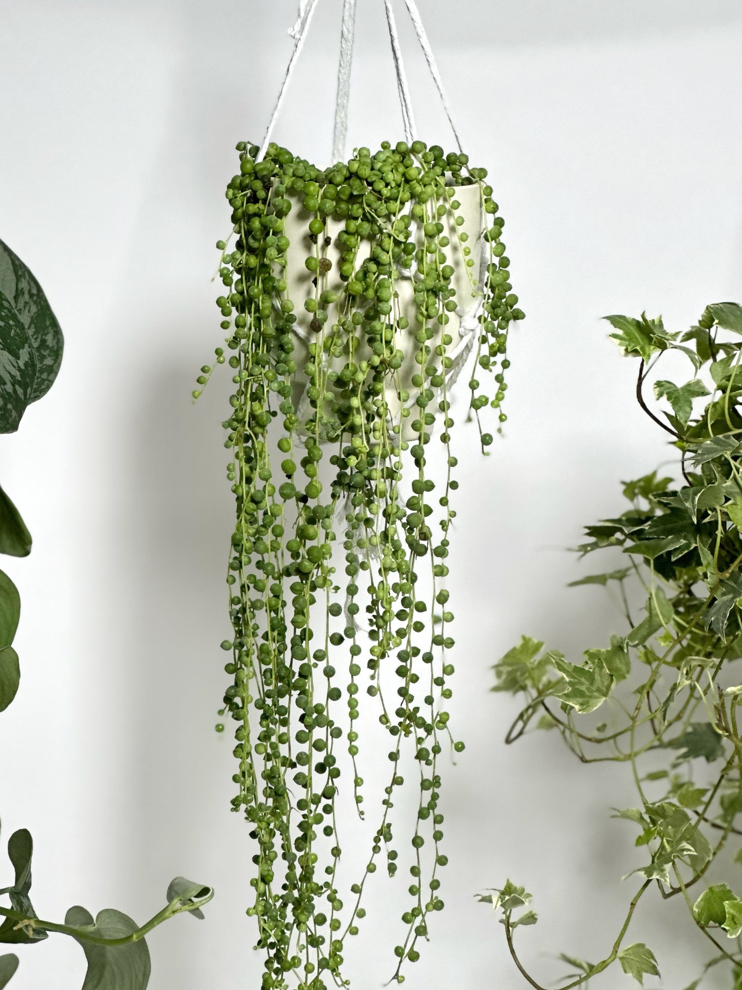 Buddha Beads (Pearl Chlorophytum) | Senecio Rowlyanus