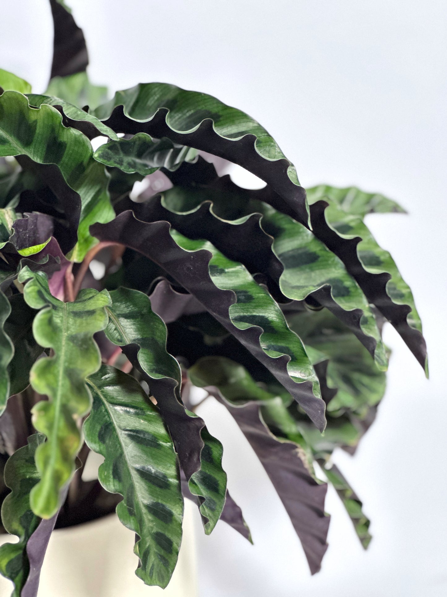 錦繡竹芋 | Calathea Gandersii