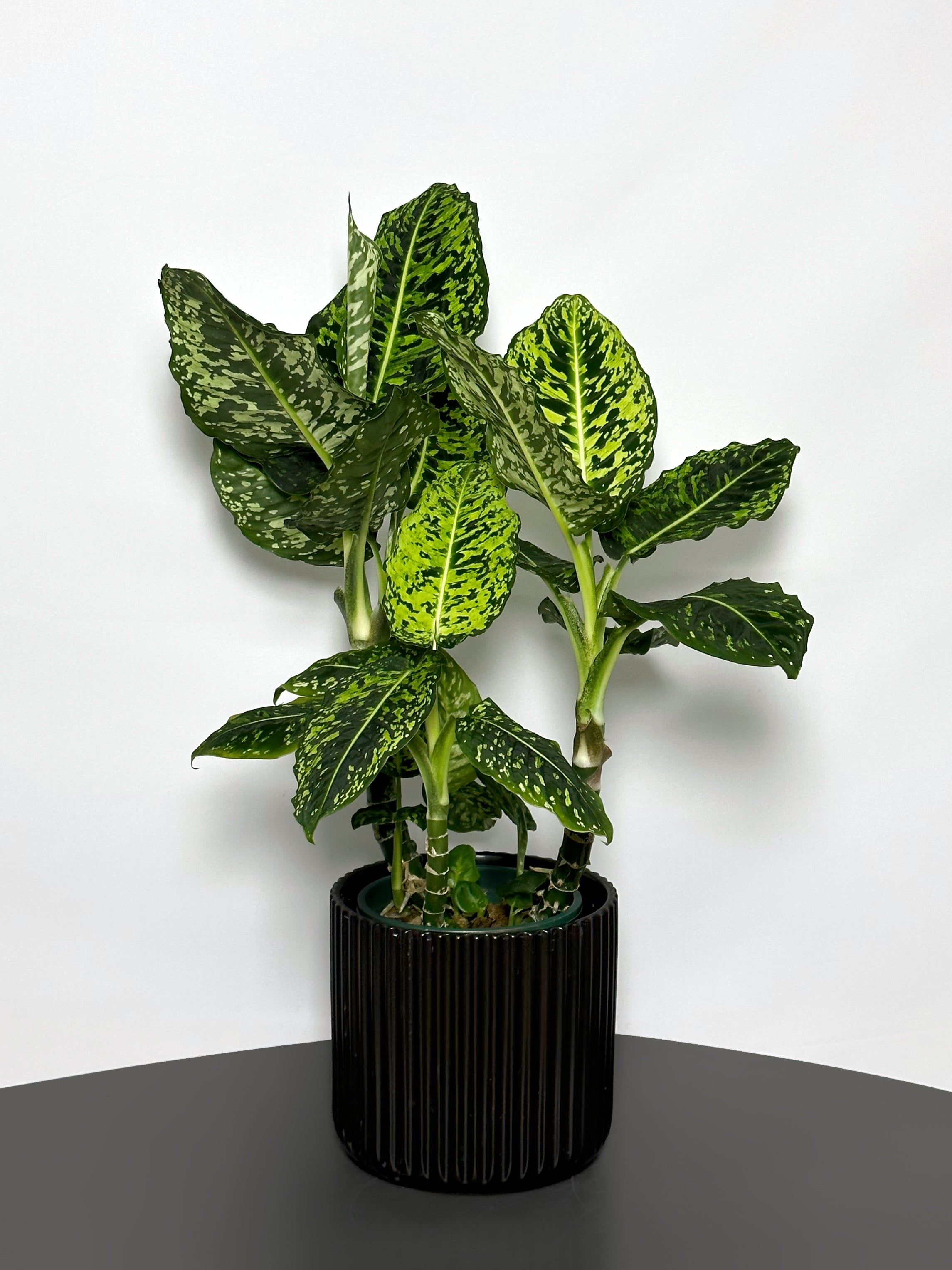 dieffenbachia reflector mature Dieffenbachia 'Reflector'