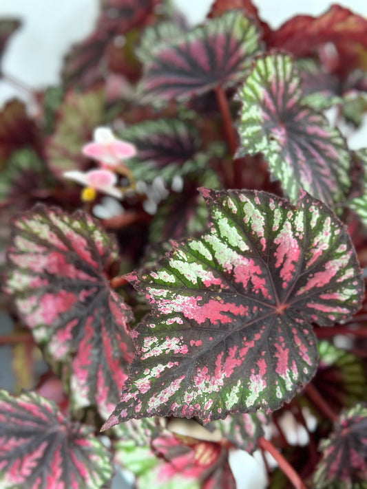 begonia