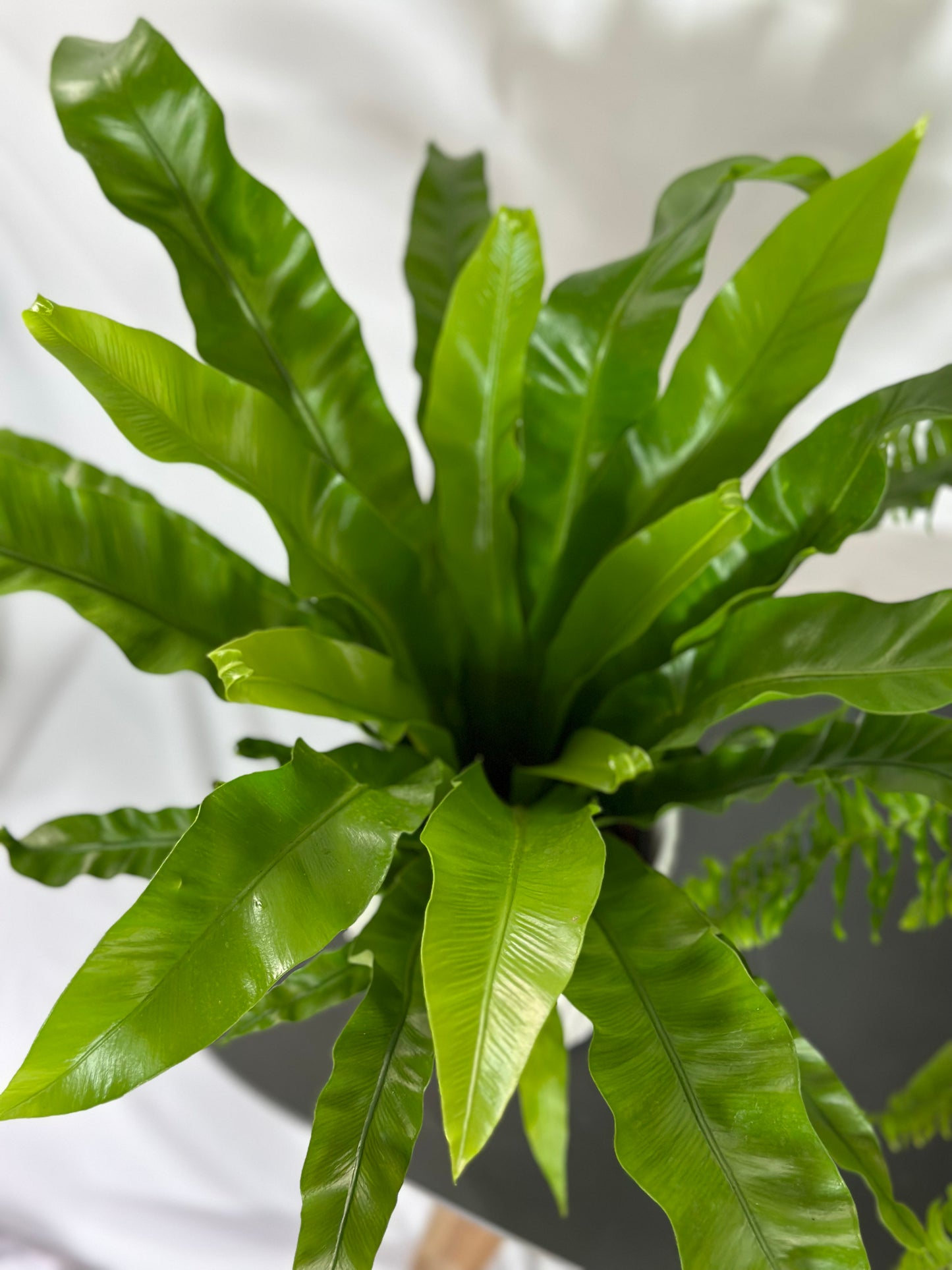 鳥巢蕨 | Bird’s Nest Fern