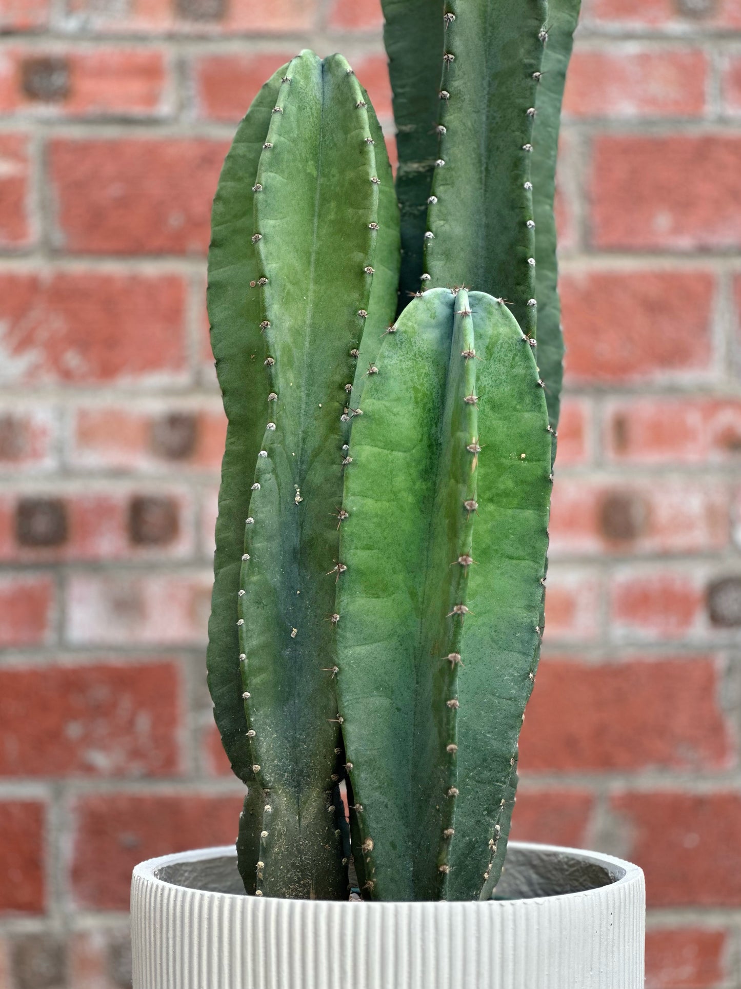 量天尺|Hylocereus undatus
