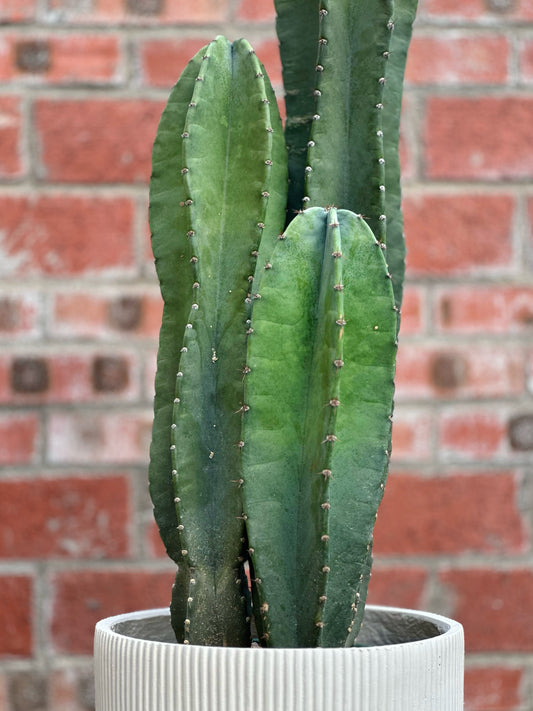 量天尺|Hylocereus undatus