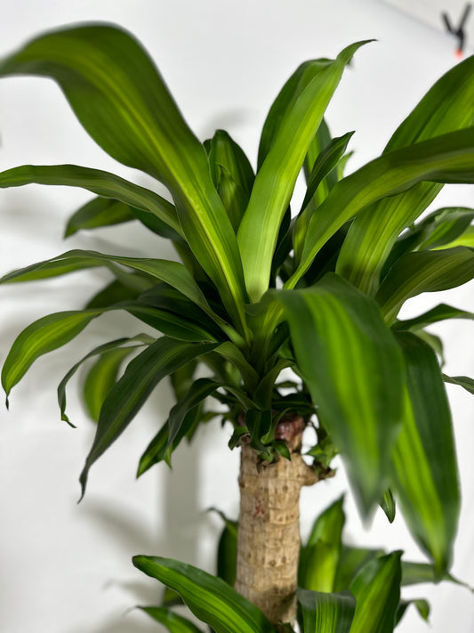 巴西鐵樹 | Dracaena fragrans