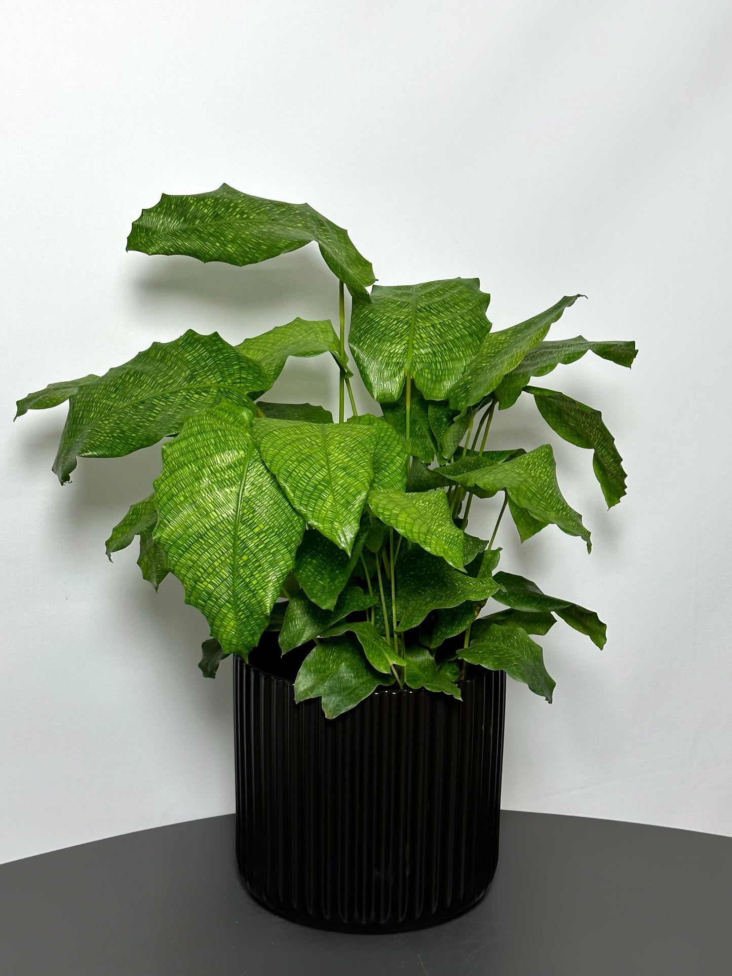 馬賽克竹芋 | Calathea musaica