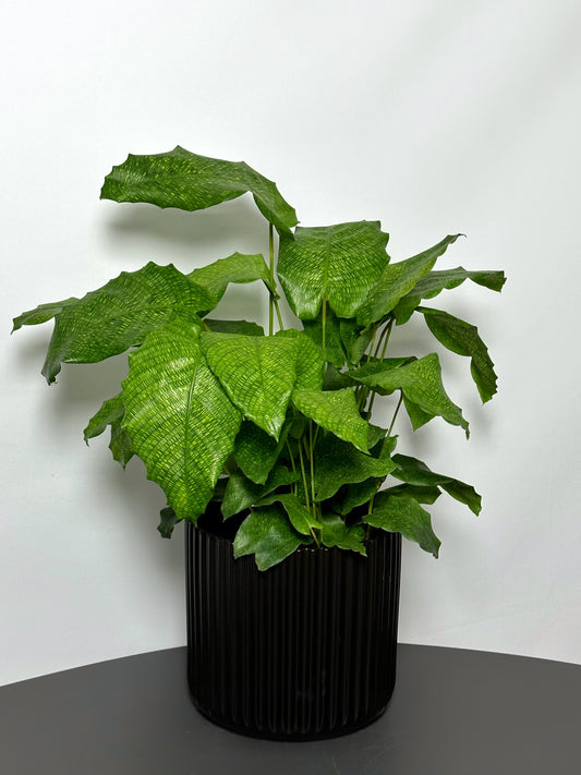 馬賽克竹芋 | Calathea musaica