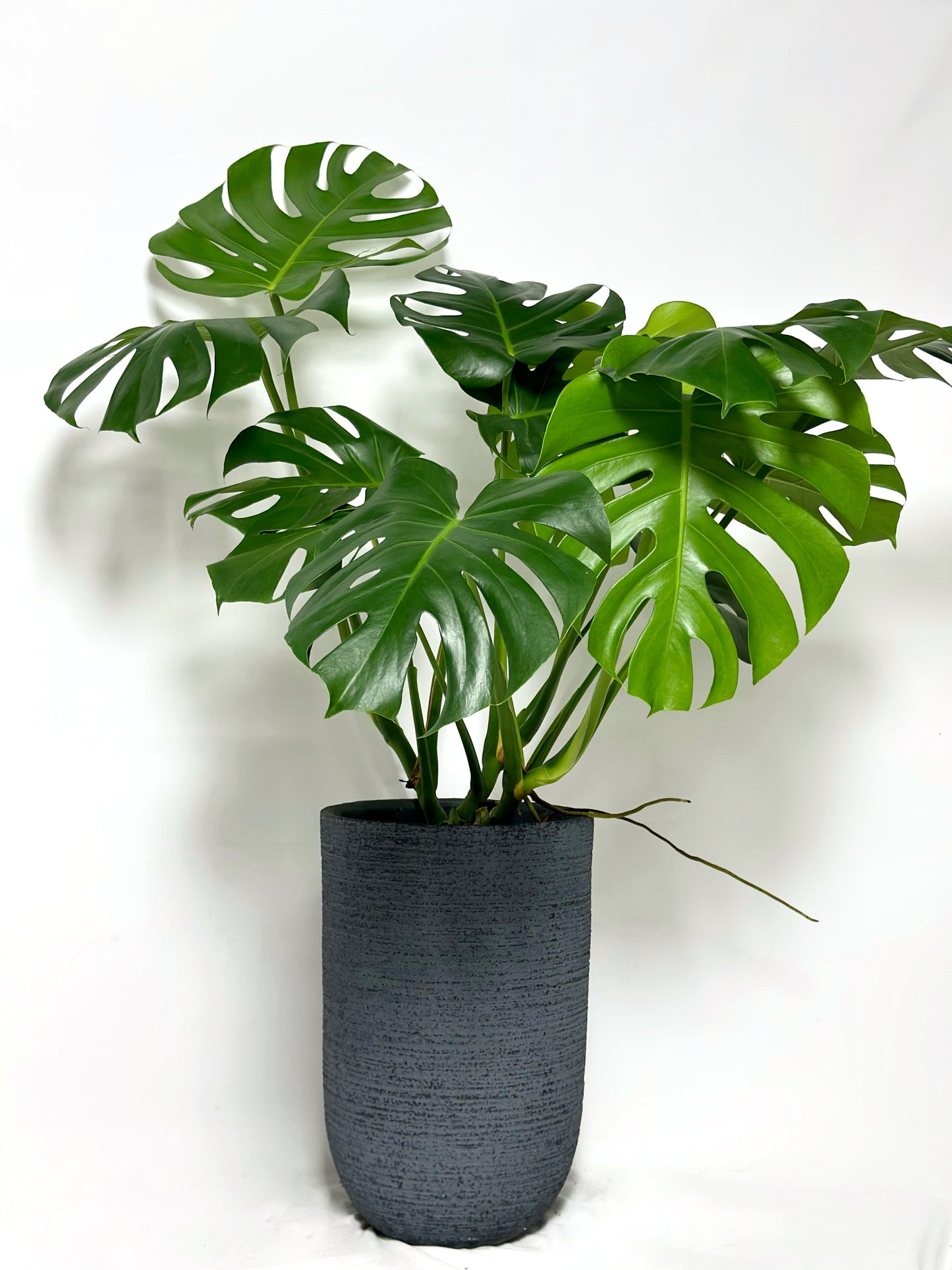 龜背竹 | Monstera deliciosa