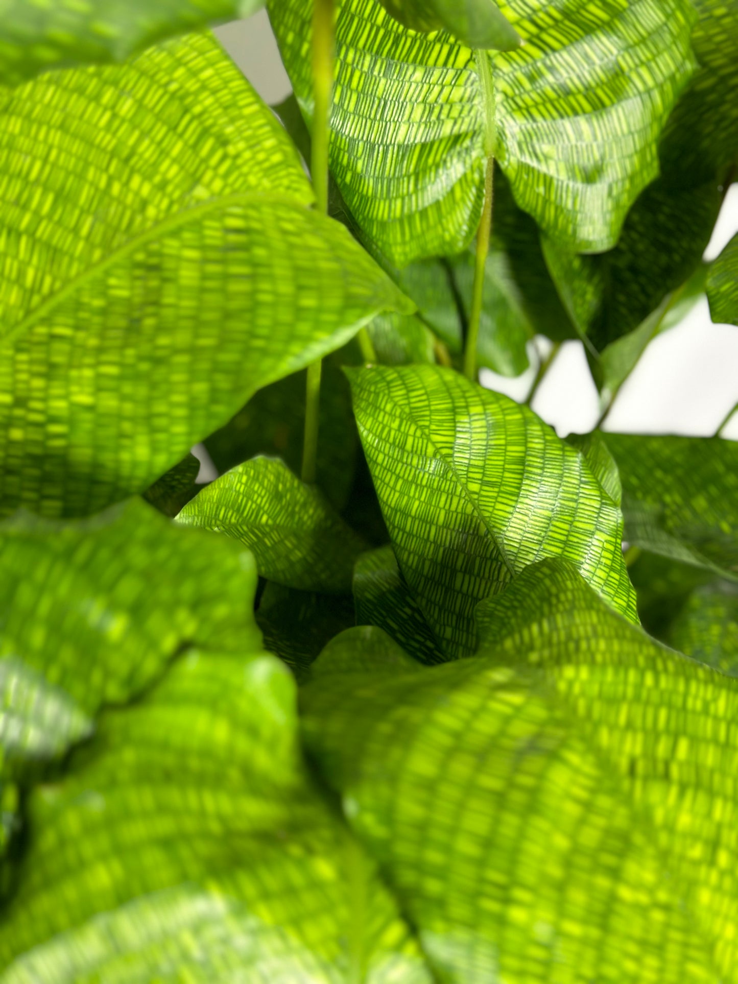 馬賽克竹芋 | Calathea musaica