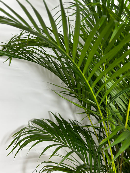 散尾葵|Areca Palm