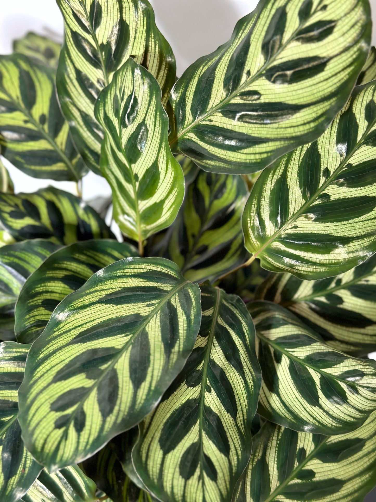 孔雀竹芋 | Calathea makoyana