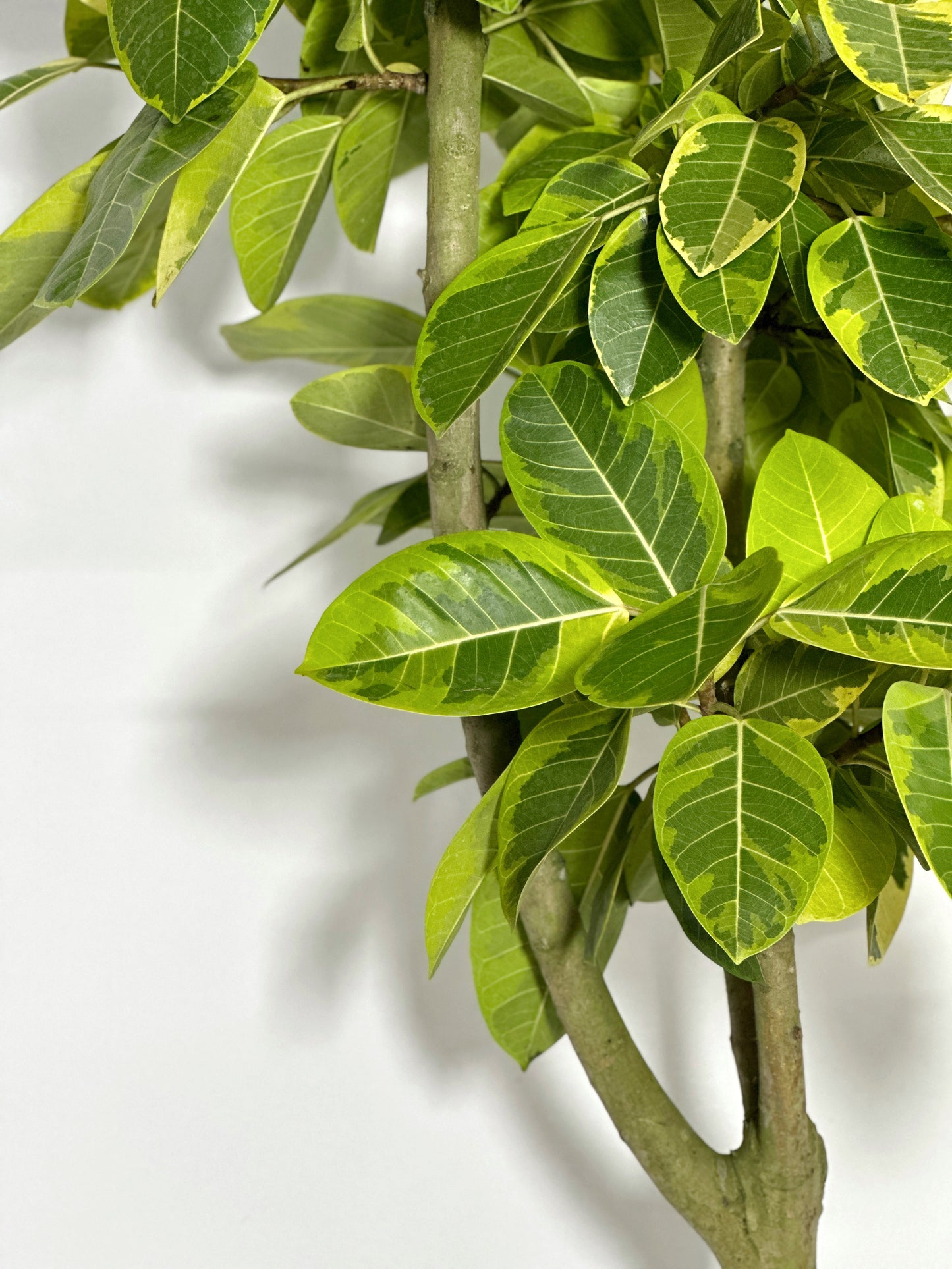 斑葉高山榕(富貴榕) | Ficus Benghalensis Variegata