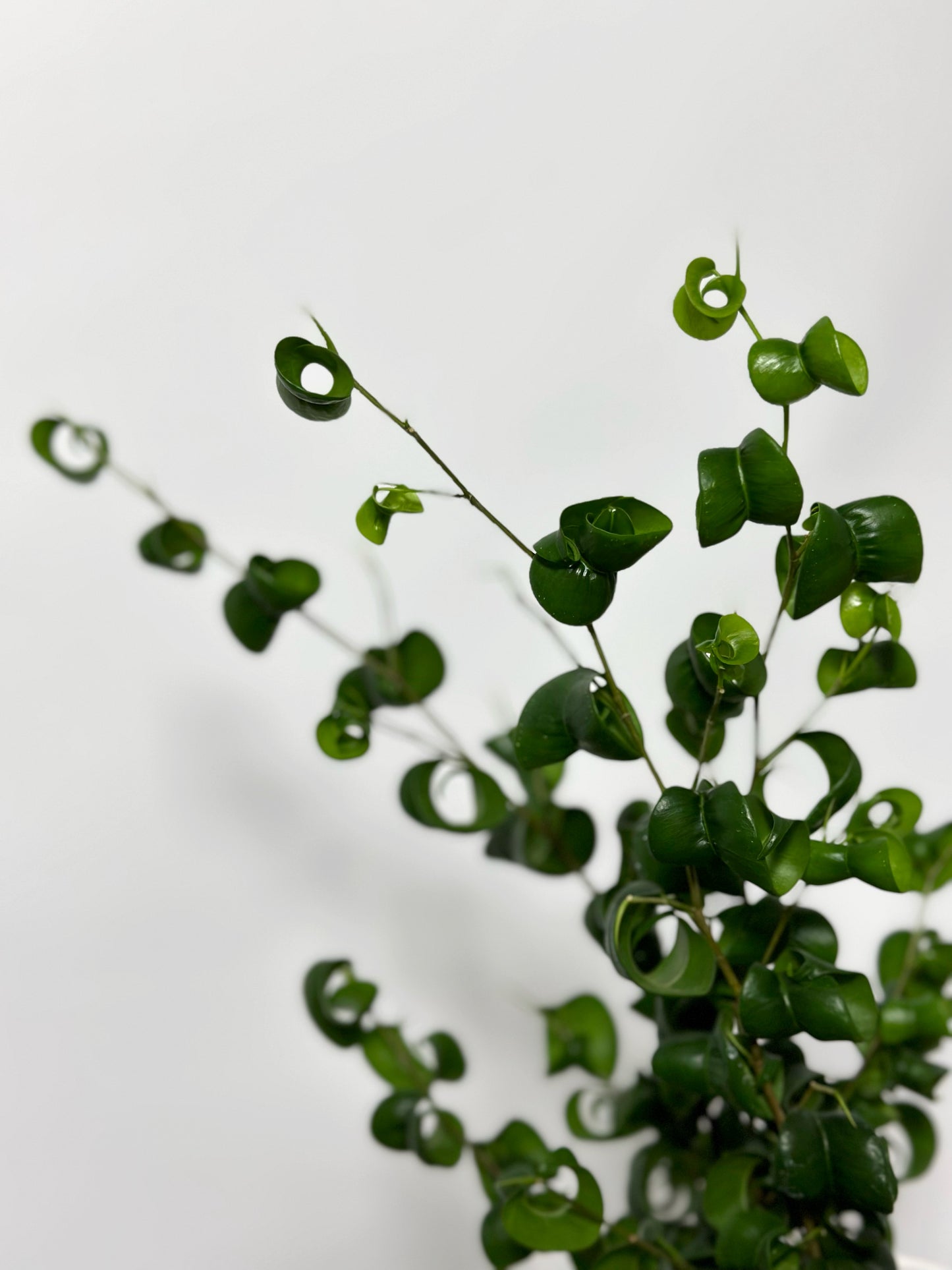 捲葉榕|Ficus Benjamina Barok