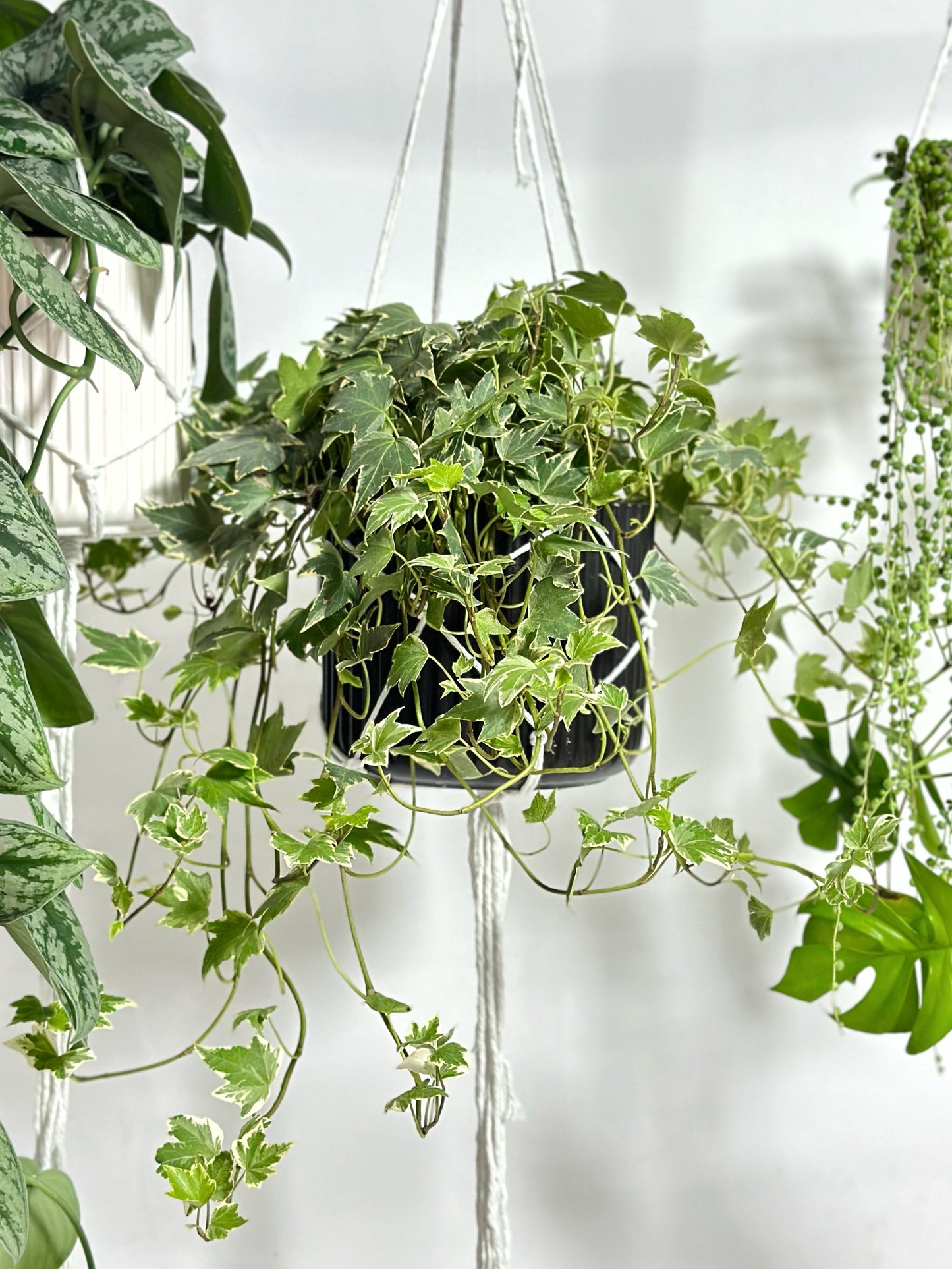 Mosaic ivy | Hedera helix
