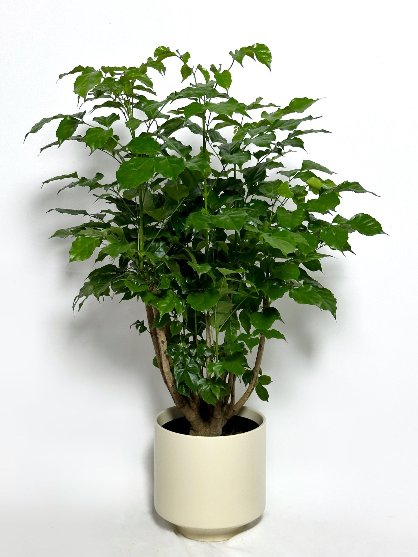 綠寶 | Radermachera hainanensis Merr