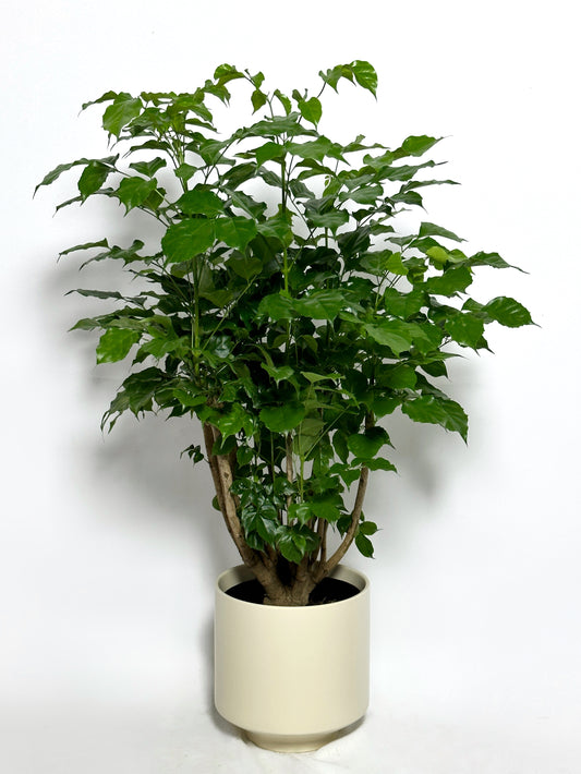 綠寶 | Radermachera hainanensis Merr