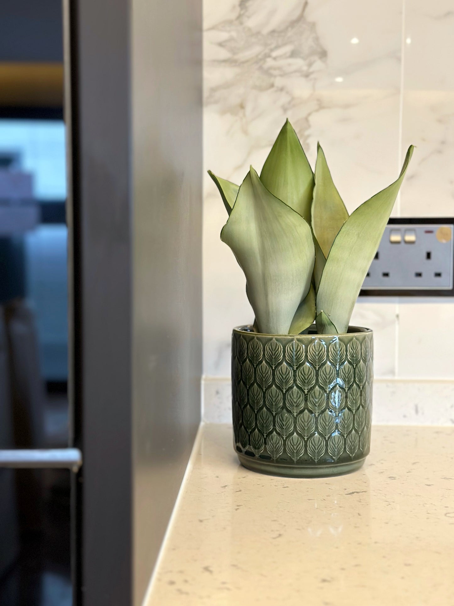 白玉虎尾蘭 | Sansevieria 'Silver Queen'