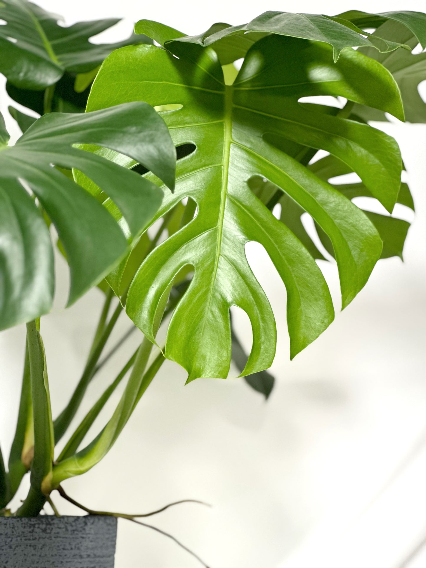 龜背竹 | Monstera deliciosa