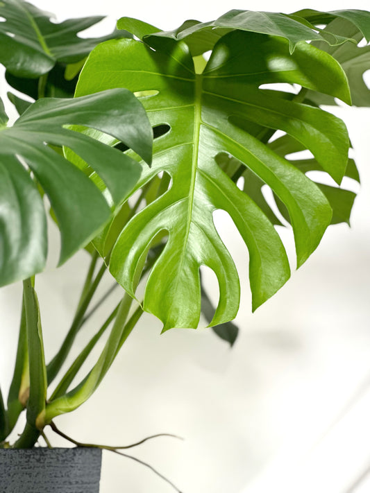龜背竹 | Monstera deliciosa