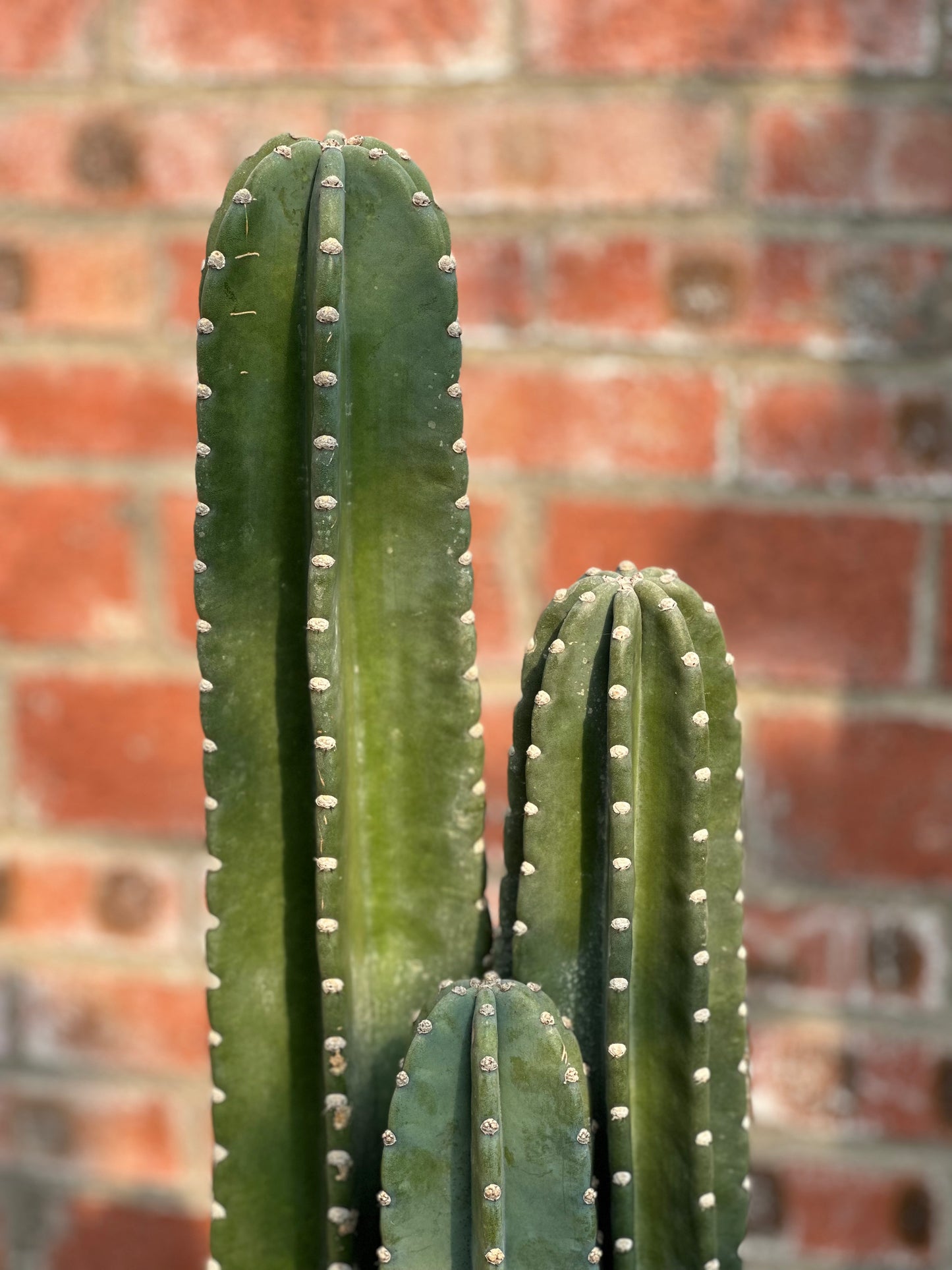 量天尺|Hylocereus undatus