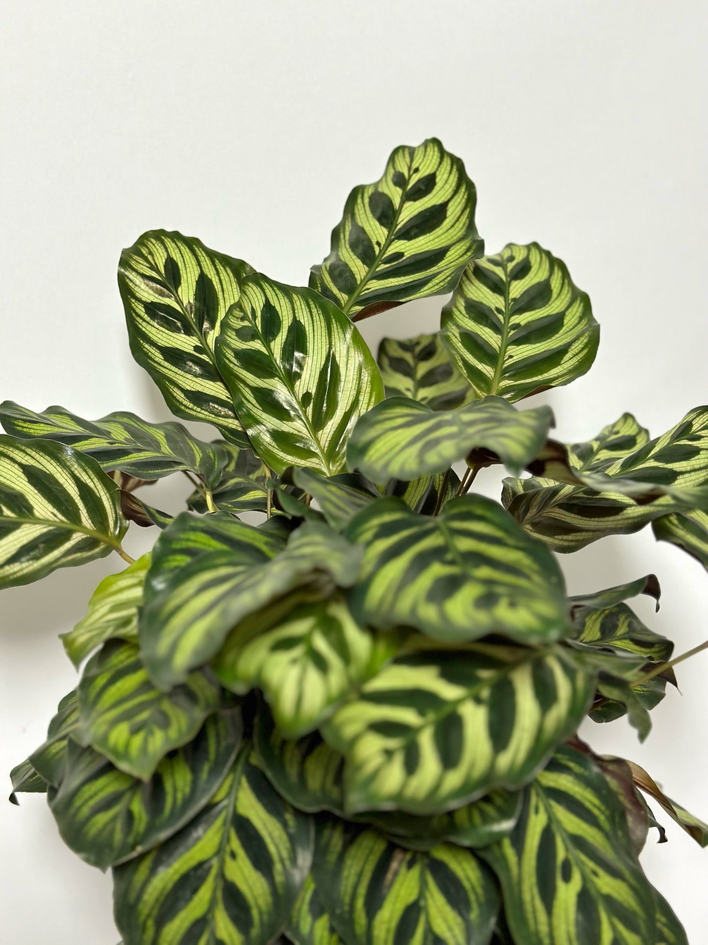 孔雀竹芋 | Calathea makoyana