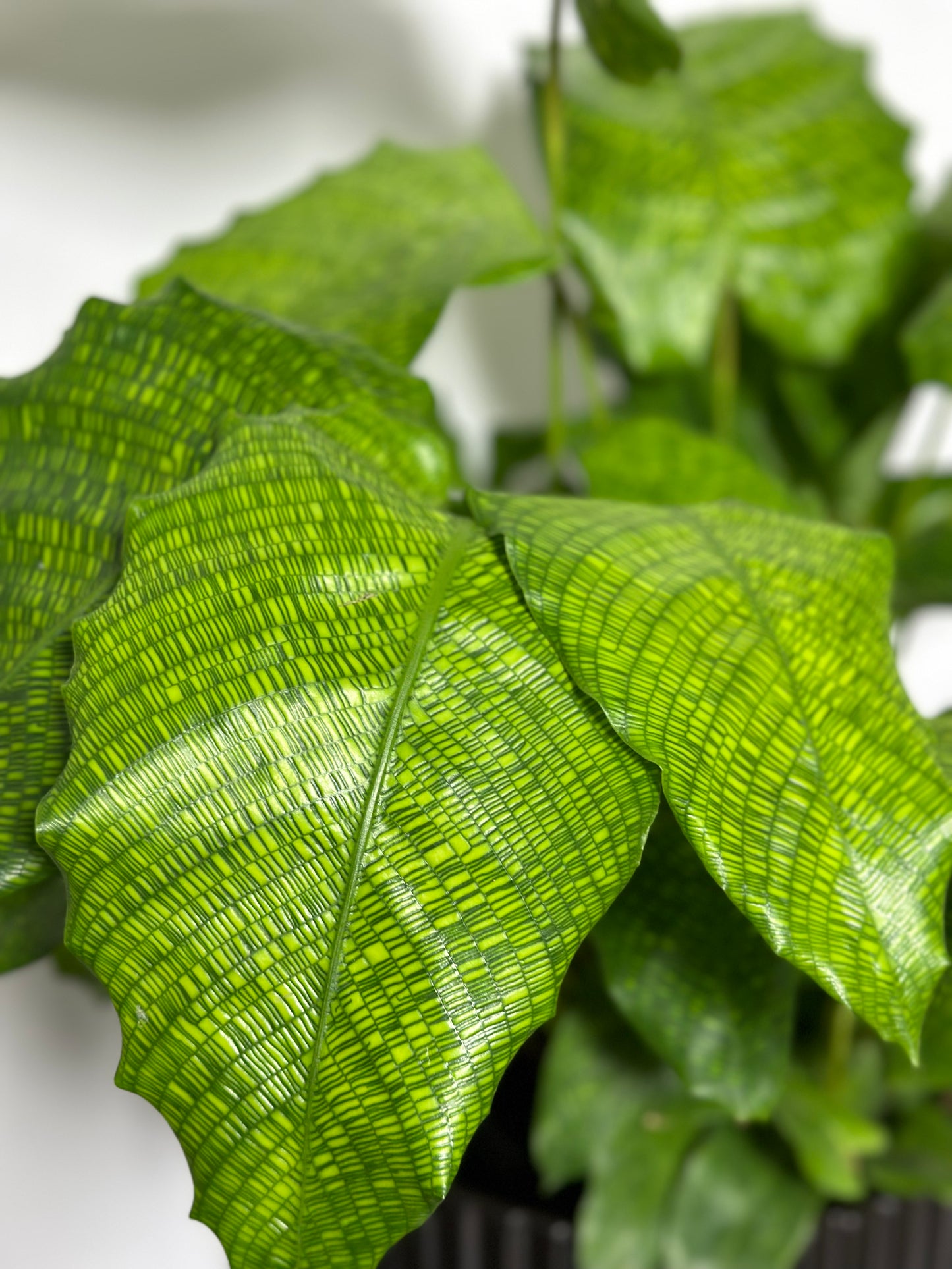 馬賽克竹芋 | Calathea musaica