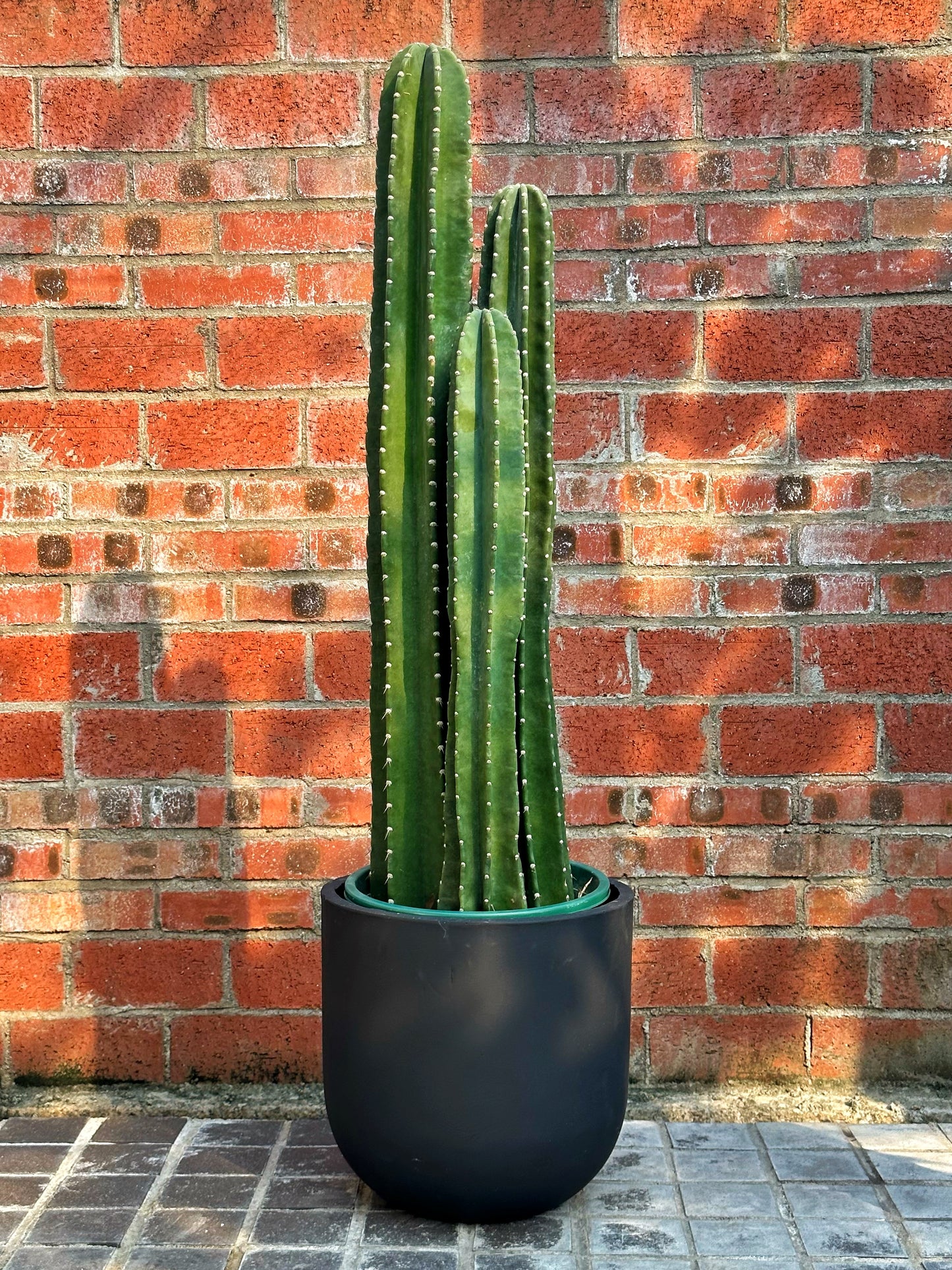 量天尺|Hylocereus undatus