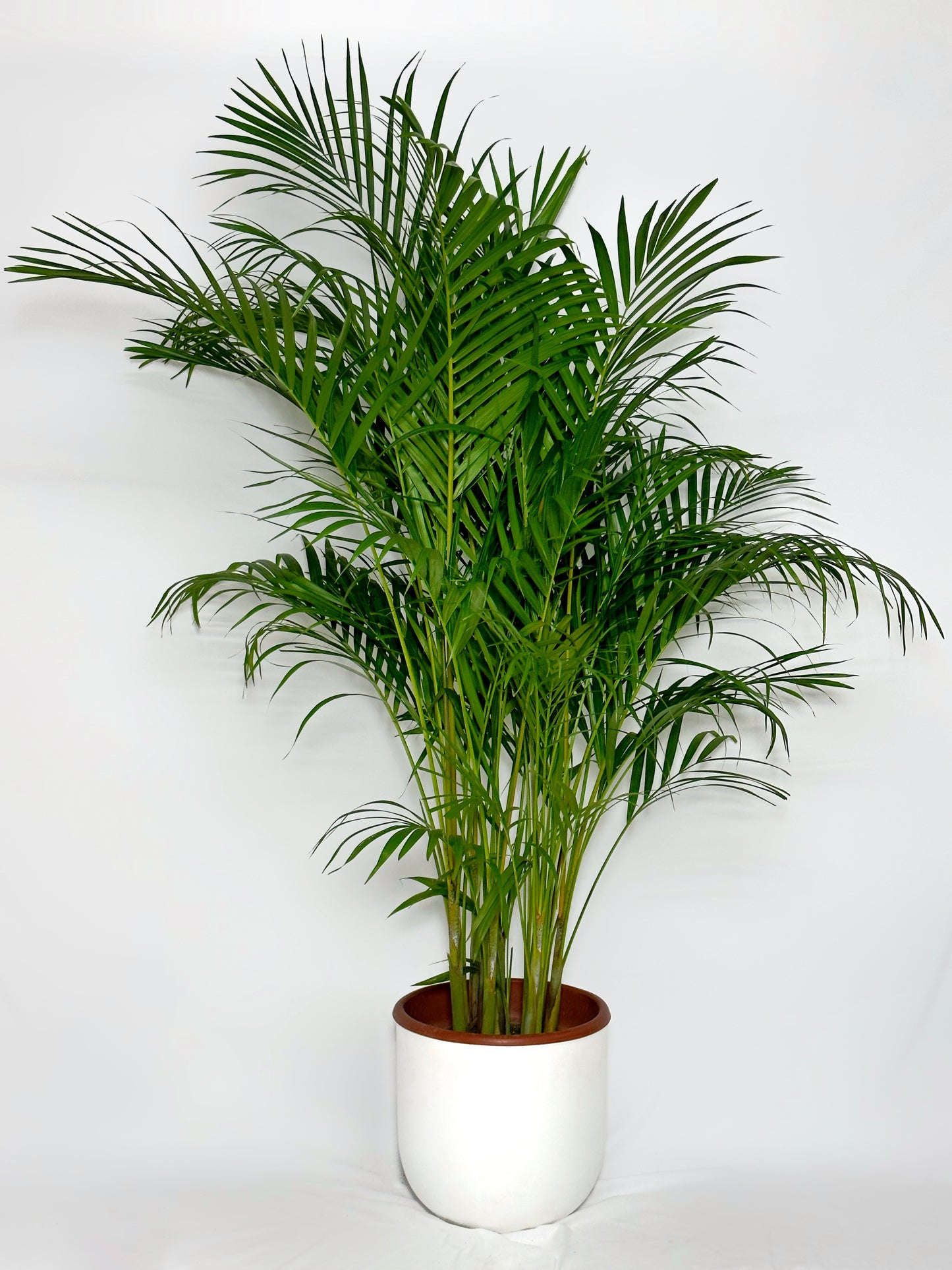 散尾葵|Areca Palm