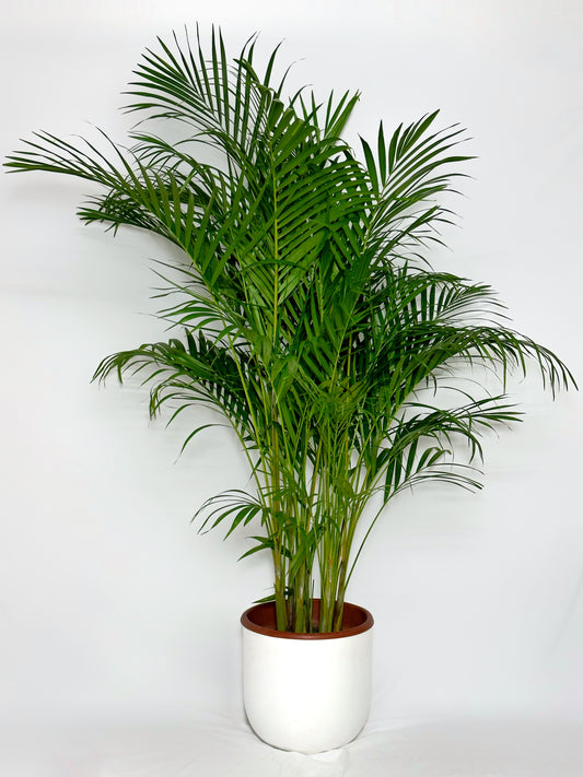 散尾葵|Areca Palm