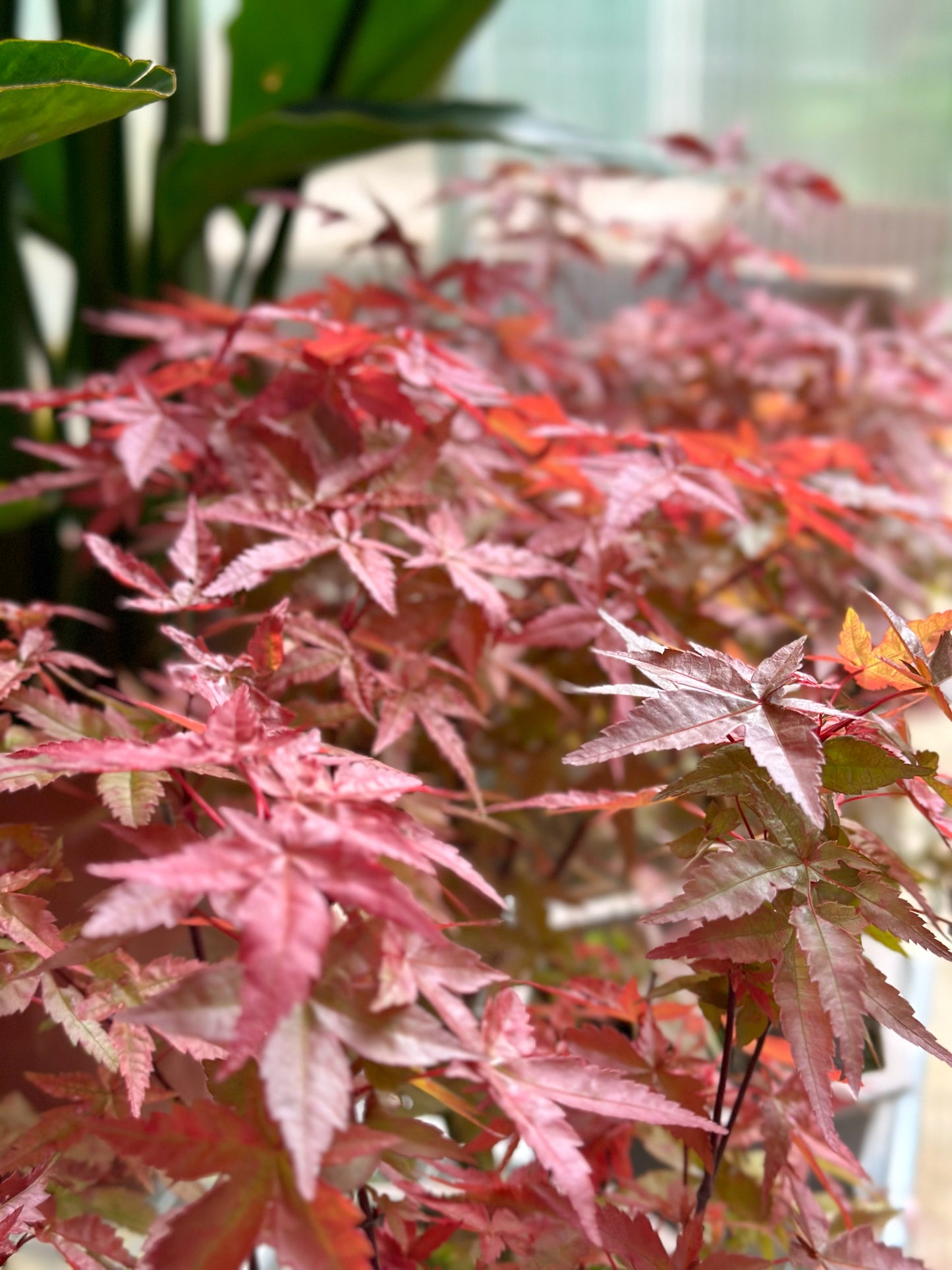 紅楓|Red Maple