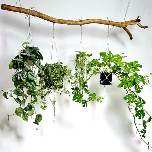 佛珠(珍珠吊蘭) | Senecio Rowleyanus