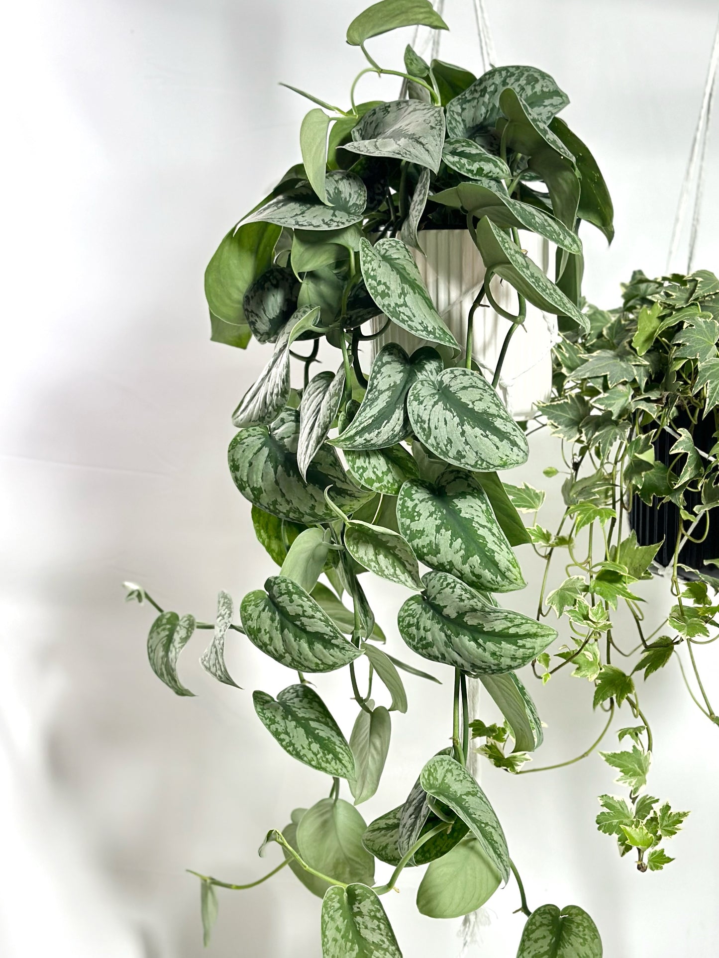 Satin pothos (Hanging Plants) | Satin pothos (Hanging Plants)