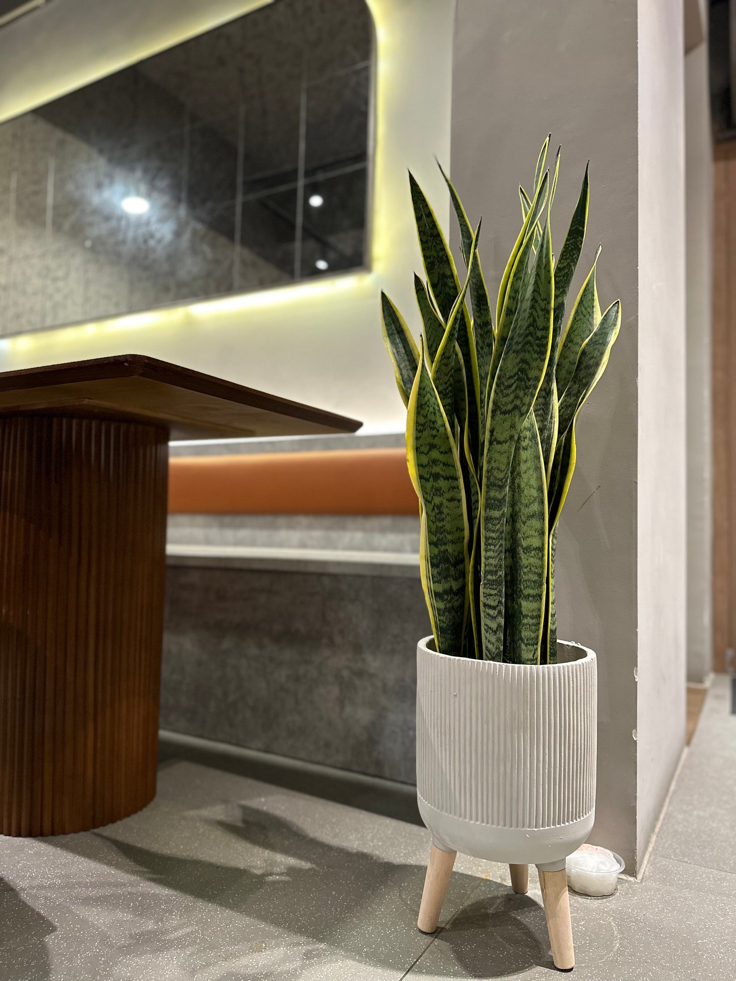 金邊虎尾蘭(中型) | Sansevieria trifasciata(M size)