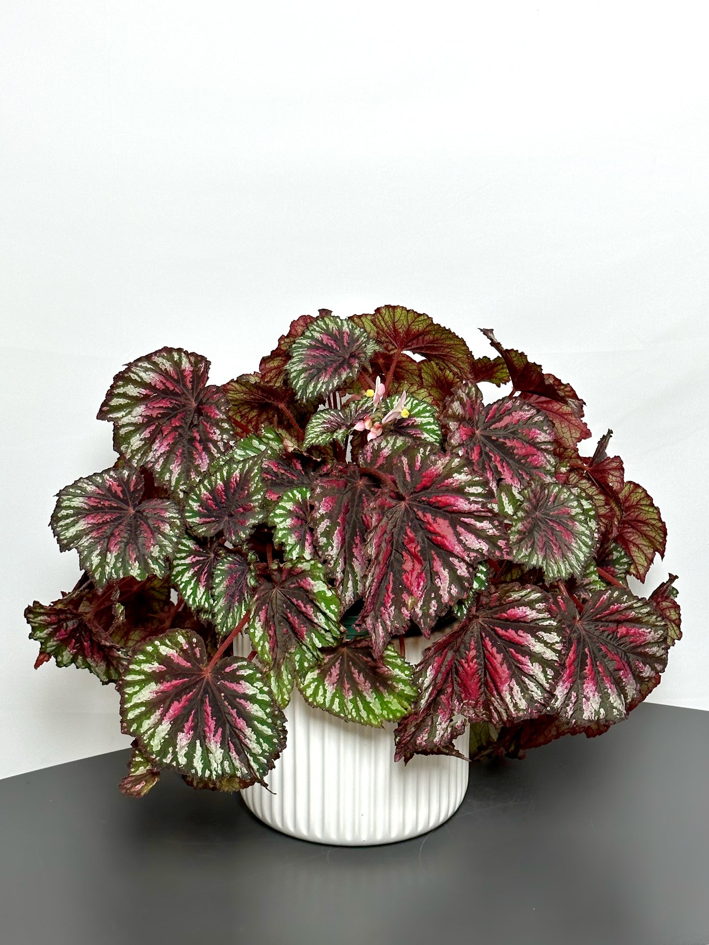 begonia