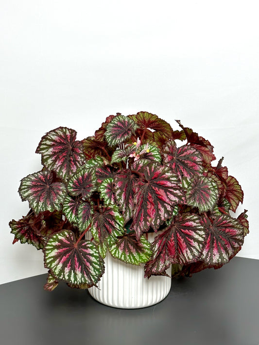begonia