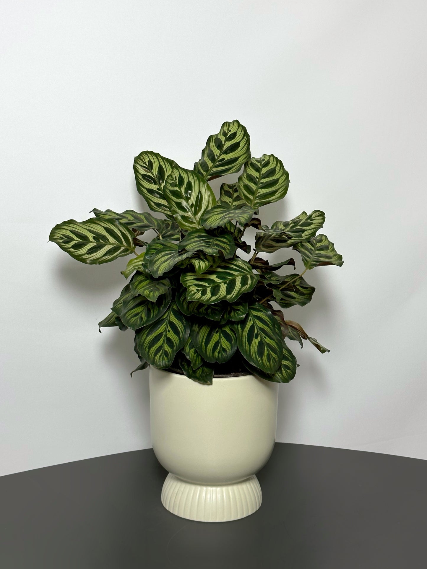 孔雀竹芋 | Calathea makoyana