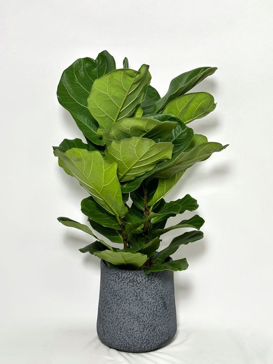 琴葉榕(中型) | Fiddle Leaf Fig