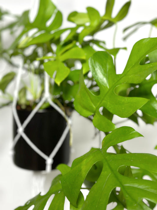 姬龜背 | Rhaphidophora tetrasperma