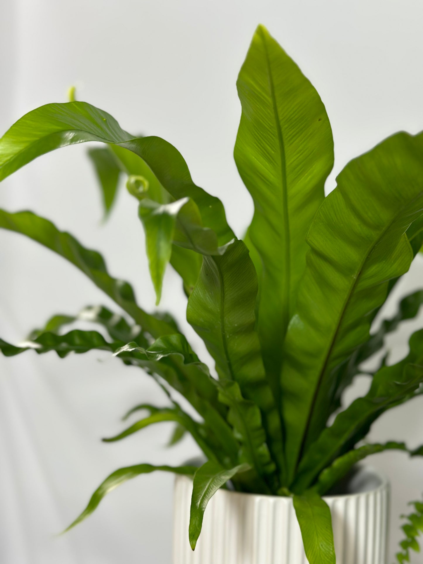 鳥巢蕨 | Bird’s Nest Fern