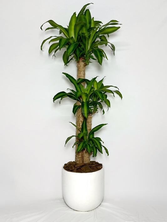 巴西鐵樹 | Dracaena fragrans