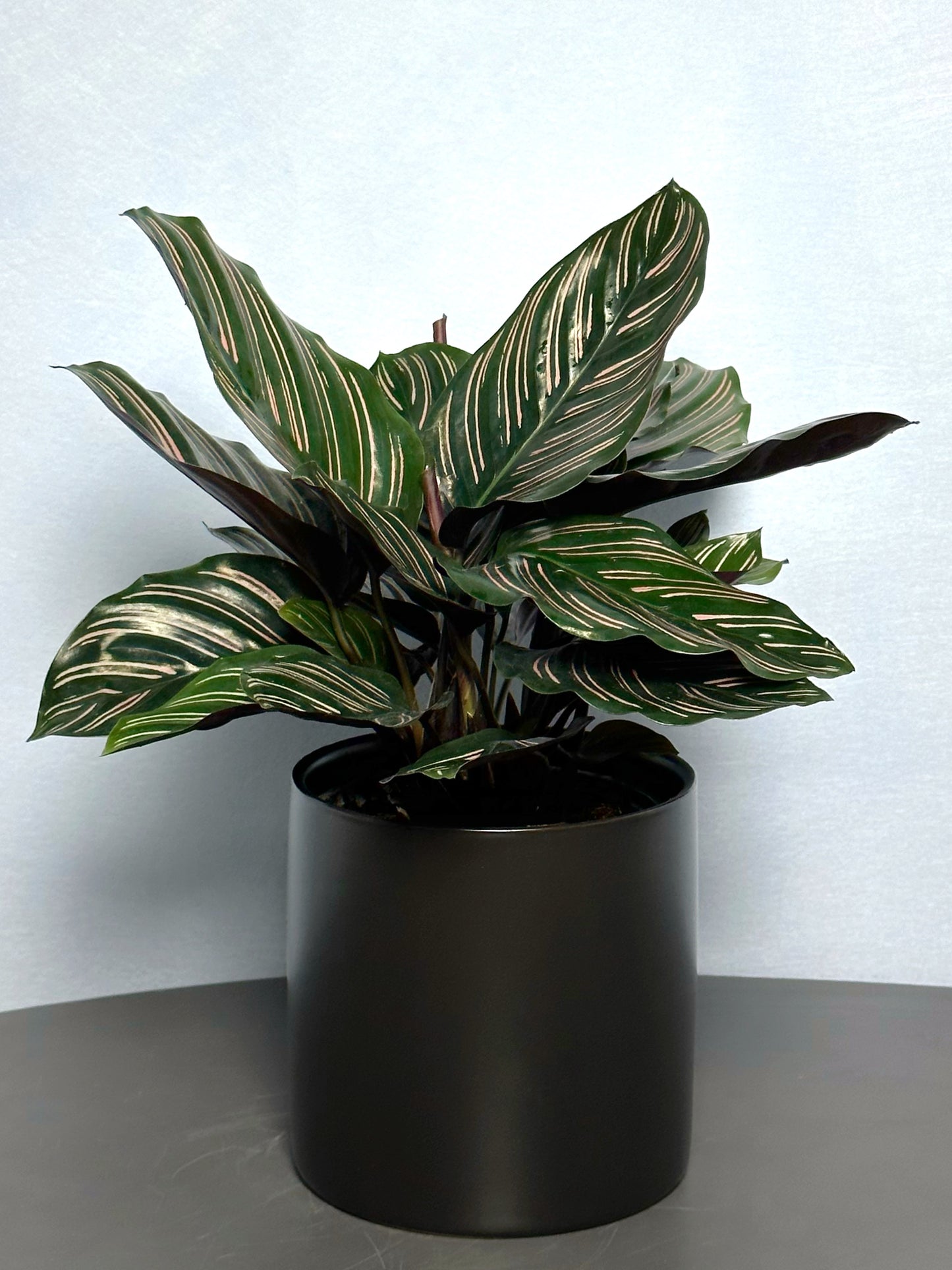 雙線竹芋 | Calathea sanderiana