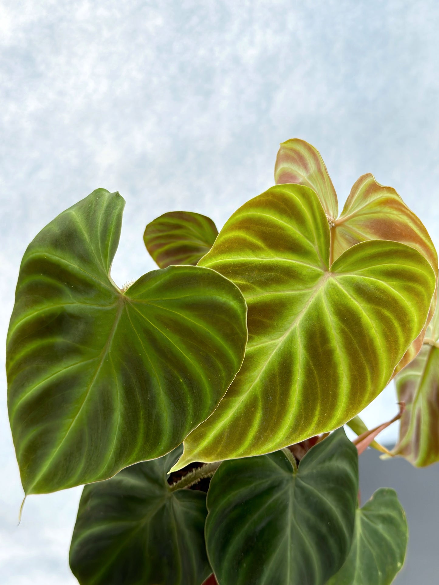 明脈蔓綠絨 | Philodendron gloriosum