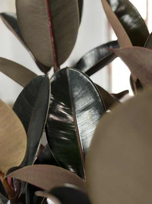 橡皮樹|Ficus Elastica ‘Bungundy’
