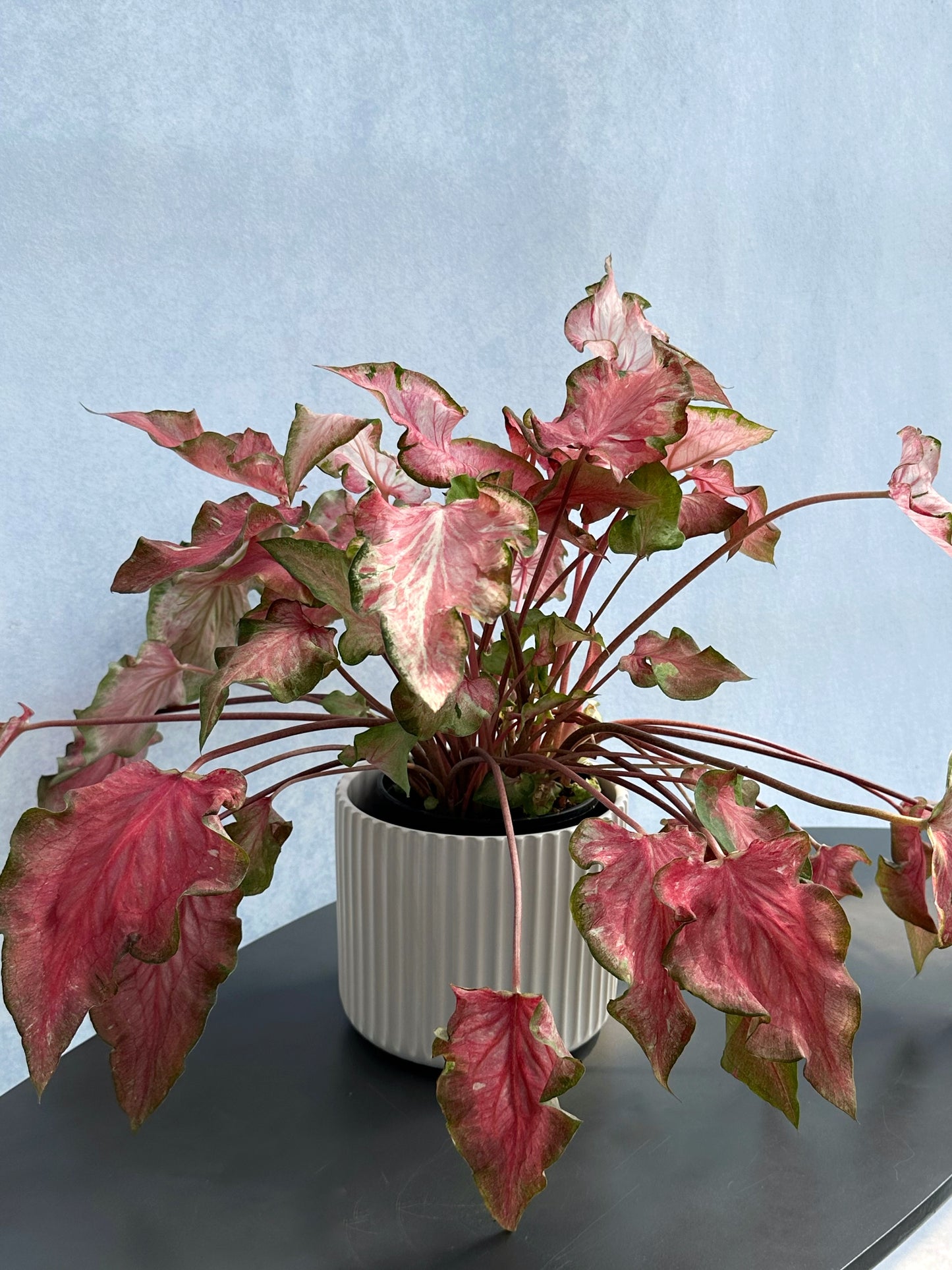 彩葉芋#4-Flaming Heart | Caladium bicolor