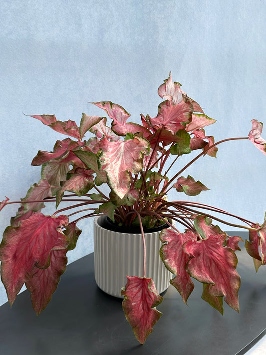 彩葉芋#4-Flaming Heart | Caladium bicolor