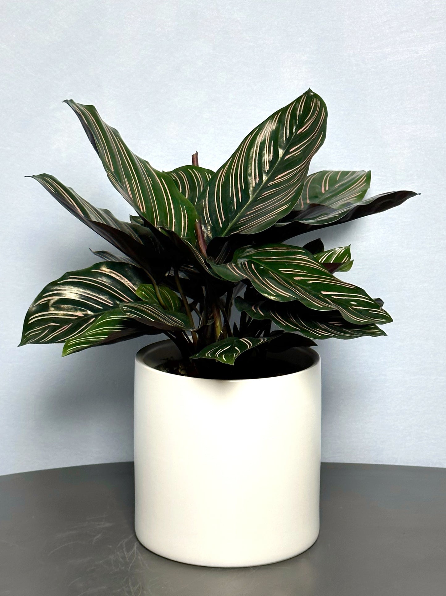 雙線竹芋 | Calathea sanderiana