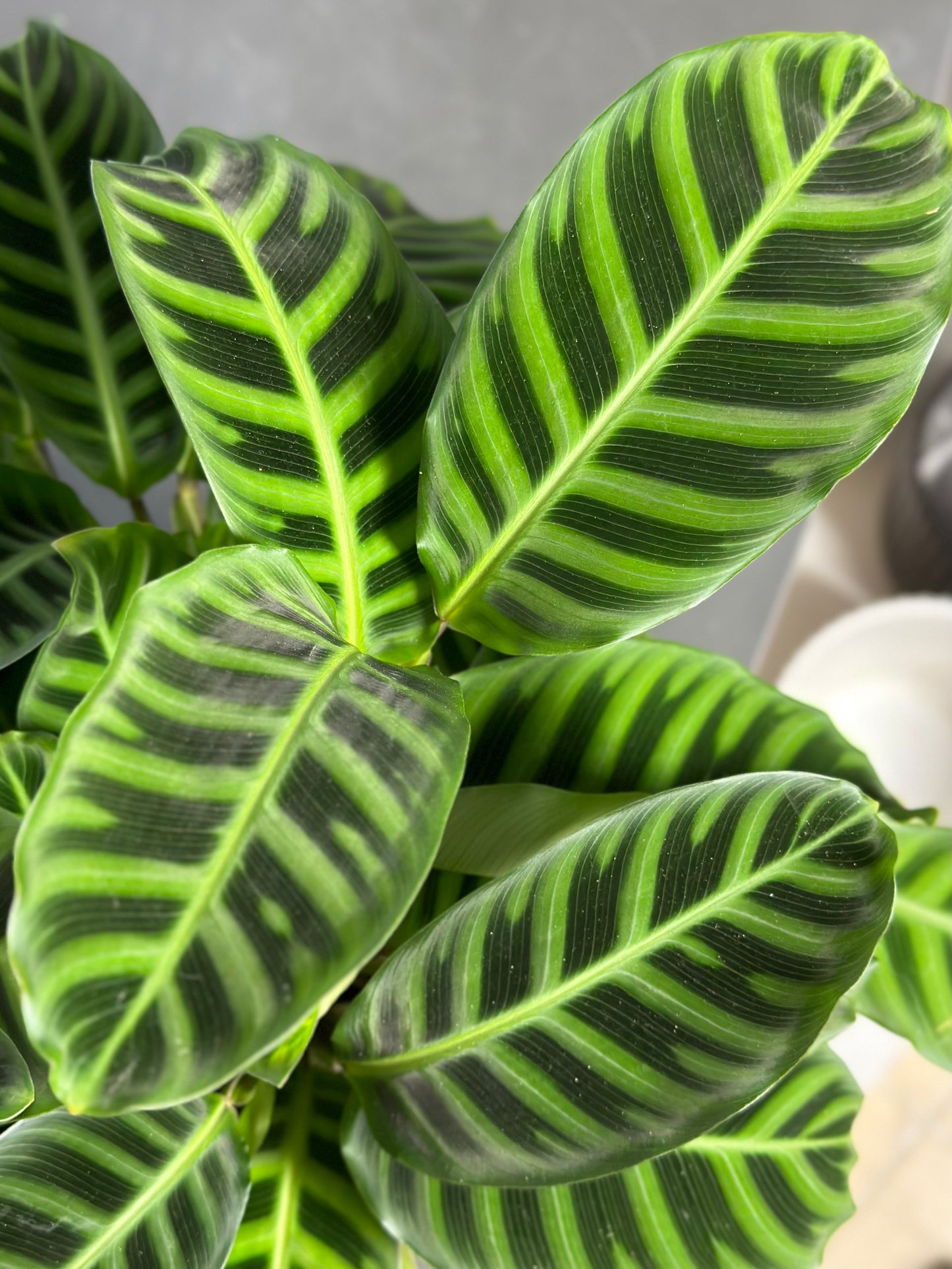 天鵝絨竹芋 | Calathea zebrina