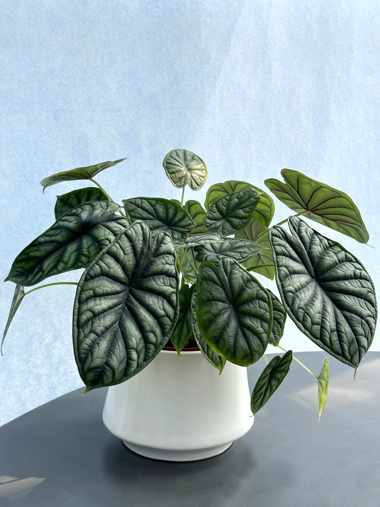 龍鱗海芋 | Alocasia Dragon Scale