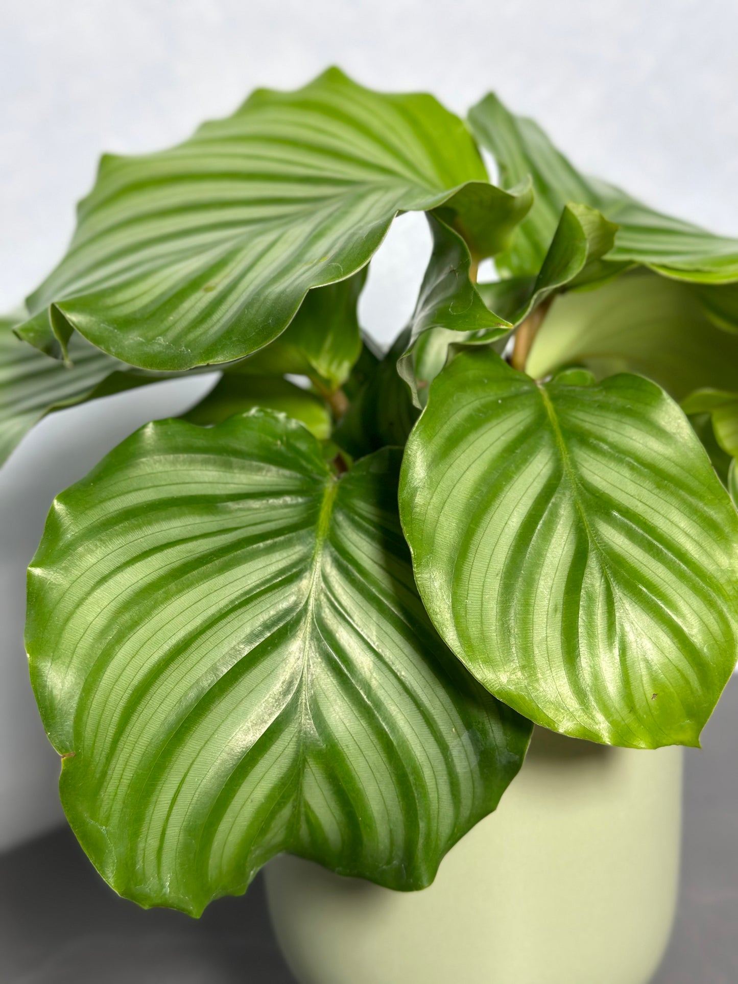 青蘋果竹芋 | Calathea orbifolia