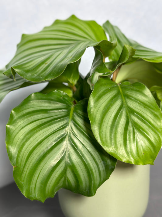 青蘋果竹芋(小型) | Calathea orbifolia